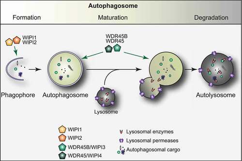 Figure 1. The autophagy pathway and the role of the WIPI proteins. Autophagy is an evolutionary conserved process essential to maintain cellular homeostasis. Autophagy is characterized by the development of a transient membranous cisterna known as the phagophore, into a double-membraned vesicle, called the autophagosome, which then fuses with lysosomes to release its cargo into the hydrolytic interior of this organelle. The process of autophagosome formation and maturation is regulated by autophagy-related (ATG) proteins. While WIPI1 and WIPI2 play a key role during the early stages of the biogenesis of an autophagosome, WDR45 and WDR45B have an upstream function, later during the autophagosome formation