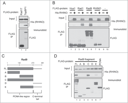 Figure 2. RHINO directly binds to Rad9, Rad1, and TopBP1. (A) Insect cells were infected with His-RHINO baculovirus in the presence of either FLAG-Rad17 or FLAG-TopBP1 baculovirus. Cell lysates were subjected to anti-FLAG immunoprecipitation, and the IPs were examined by immunoblotting with anti-FLAG or anti-His antibodies. (B) Insect cells were co-infected with baculoviruses expressing the indicated FLAG-tagged protein in the absence or presence of His-RHINO baculovirus. Cell lysates were immunoprecipitated with anti-FLAG affinity resin and examined by immunoblotting. (C) Schematic of Rad9 domains. (D) Insect cells were infected with baculoviruses expressing the indicated FLAG-tagged fragment of Rad9 along with His-RHINO baculovirus. Cell lysates were examined as described in (B).