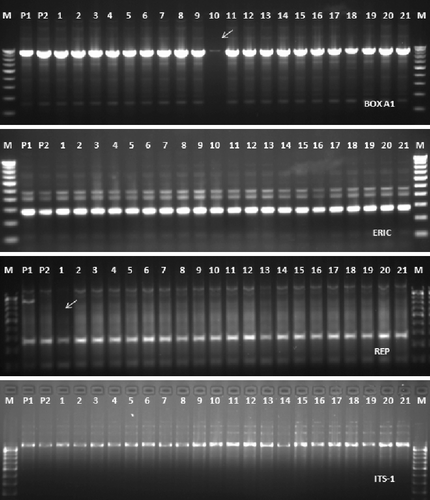 Figure 5. Dendrogram analysis among the two parent's strains (P1 and P2) (T. harzianum NBAII Th 1 and T. viride NBAII Tv 23) and their 21 corresponding fusants (fusant-1 to fusant-21) based on RAPD primers that have been used for fingerprinting.