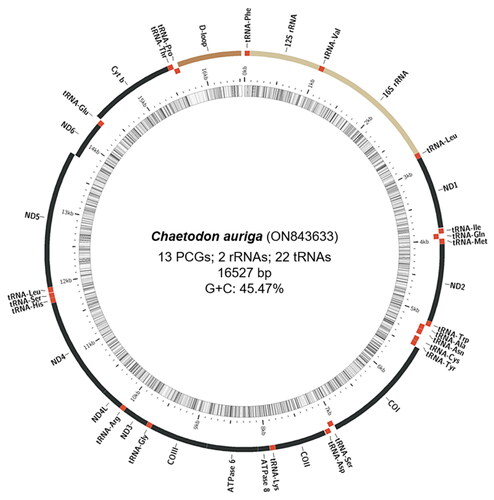 Figure 2. The circular-mapping mitochondrial genome of C. auriga prepared using the MitoFish web-server. Genes outside the circle are transcribed clockwise, whereas those inside are transcribed counterclockwise. PCGs: protein-coding genes.