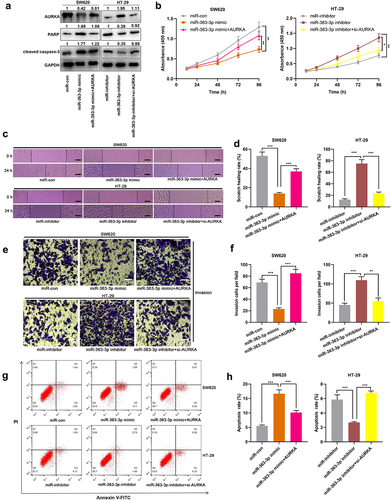 Figure 4. MiR-363-3p/AURKA axis participated in regulating the proliferation, migration, and invasion of CRC cells SW620 cells were transfected with 50 nM of miR-363-3p mimics or co-transfected with 50 nM of AURKA overexpression plasmid while HT-29 cells were transfected with 50 nM of miR-363-3p inhibitor or co-transfected with 50 nM of AURKA siRNA (si-AURKA). A. Western blot was used to detect the relative expression of AURKA, PARP, and cleaved caspase-3 protein in SW620 and HT-29 cells after transfection or co-transfection, and GAPDH was used as internal control. B. The proliferation of SW620 and HT-29 cells after transfection or co-transfection was detected utilizing CCK-8 method. C-D. The migration of SW620 and HT-29 cells after transfection or co-transfection was detected employing scratch healing experiment. Scale bar: 100 μm. E-F. Transwell experiment was used to detect the invasion of SW620 and HT-29 cells after transfection or co-transfection. Scale bar: 100 μm. G-H. Flow cytometry was used to detect the apoptosis of SW620 and HT-29 cells after transfection or co-transfection. Error bars represented the mean ± SD of at least three independent experiments. Compared with the miR-con, miR-inhibitor, miR-363-3p mimic, or miR-363-3p inhibitor group, *P< 0.05, **P< 0.01, and ***P< 0.001.