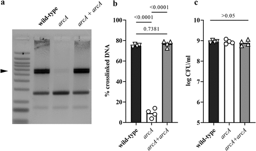 Figure 6. Deletion of arcA results in decreased DNA crosslinking activity of a pks+ E. coli. (a) E. coli wild-type strain SP15, arcA mutant and arcA mutant complemented with a plasmid-encoded arcA were grown 3.5 hours at 0.1% oxygen, then incubated 40 min with linearized plasmid DNA. The DNA cross-linked by colibactin with apparent doubling in size (arrow) was visualized by denaturing gel electrophoresis. The sizes of the DNA fragments in the ladder are depicted in figure 2a. (b) The percentage of DNA signal in the crosslinked DNA band relative to the total DNA signal in the lane was determined by image analysis. The results of four independent cultures are shown, with the p values of an ANOVA and Tukey’s multiple comparison test. (c). In the same experiments, the bacterial growth following 3.5 hours culture was examined by plating and counting colony forming units (CFU).
