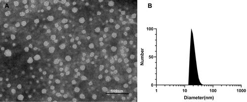 Figure 2 Characterization of rosuvastatin-loaded nanomicelles. (A) TEM image of rosuvastatin-loaded nanomicelles, scale bar = 100 nm. (B) Particle sizes of rosuvastatin-loaded nanomicelles detected by DLS.