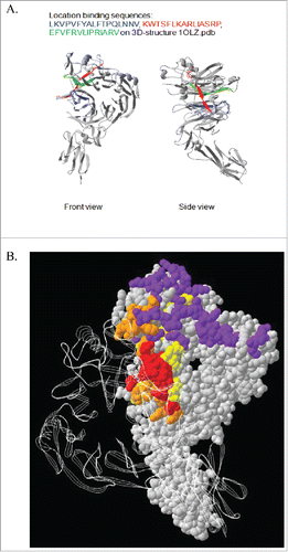 Figure 5. Epitope Mapping of VX15/2503 : SEMA4D interaction. Epitope mapping studies were performed utilizing CLIPS Epitope Mapping technology at Pepscan. Using the entire protein sequence of human SEMA4D, surface immobilized, spatially constrained peptide microarrays, and an ELISA based detection method using CDD camera quantification, the SEMA4D protein was examined for either linear or conformational epitopes of VX15/2503. Three amino-acid sequences were identified (A.) that putatively comprise the discontinuous epitope of VX15/2503. (B.) A combination ribbon / space-filling structural diagram of a SEMA4D dimer that shows the VX15/2503 epitope overlapping the dimerization and plexin-binding domains; colors indicate PLXNB1 binding site, SEMA4D dimerization domain, VX15/2503 epitope, Overlap between VX15/2503 epitope and SEMA4D dimerization domain.