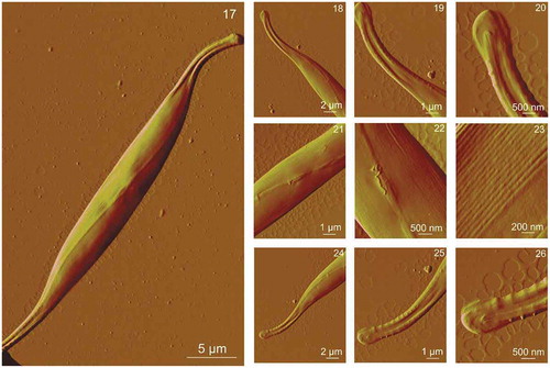 Figs 17–26. AFM images of a whole Cylindrotheca closterium cell grown at cadmium concentration 500 μg l–1 and its morphological details acquired using contact mode in air. Fig. 17. The whole C. closterium cell. Figs 18–20. Enlarged upper rostra of the cell. Figs 21–23. The enlarged centre of the cell where girdle band and valve are seen more detailed. Figs 24–26. Enlarged lower rostra of the cell with expressed raphe and fibulae around it. All images are deflection data with scan sizes: 35 μm × 25 μm (Fig. 17); 18 μm × 14 μm (Fig. 18); 9 μm × 7 μm (Fig. 19); 4.5 μm × 3.5 μm (Fig. 20); 9 μm × 7 μm (Fig. 21); 4.5 μm × 3.5 μm (Fig. 22); 2 μm × 1.5 μm (Fig. 23); 18 μm × 14 μm (Fig. 24); 9 μm × 7 μm (Fig. 25); 4.5 μm × 3.5 μm (Fig. 26)