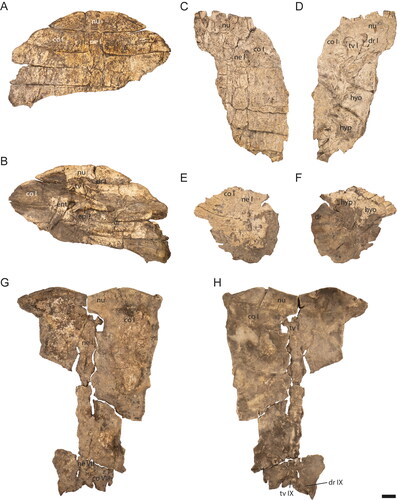 Figure 4. Striatochelys baba, Na Duong Formation, middle–upper Eocene, Vietnam. Carapace of GPIT-PV-122872 in A, dorsal and B, ventral views. Carapace of GPIT-PV-112862 in C, dorsal and D, ventral views. Carapace of GPIT-PV-112861 in E, dorsal and F, ventral views. Carapace of GPIT-PV-122879 in G, dorsal and H, ventral views. Abbreviations: co, costal; dr, dorsal rib; ent, entoplastron; epi, epiplastron; hyo, hyoplastron; hyp, hypoplastron; ne, neural; nu, nuchal; tv, thoracic vertebra. Scale bar equals 1 cm.
