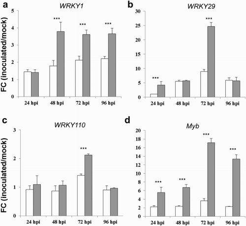 Figure 3. FC of differentially expressed genes WRKY1 (a), WRKY29 (b), WRKY110 (c) and Myb-like DNA binding protein (d), in kernels of the susceptible CO354 maize line at 24, 48, 72 and 96 hpi with aflatoxin-producing and atoxigenic strains of A. flavus (white and gray bar charts, respectively). Vertical bars indicate ±standard deviation. *Significant differences between aflatoxin-producing and atoxigenic-inoculated means within the same time of sampling, according to two-way ANOVA (*P ≤ .05; **P ≤ .01; ***P ≤ .001).