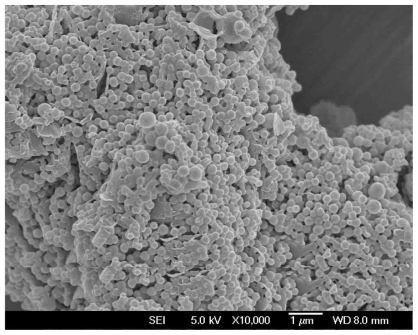 Figure 5 Field emission scanning electron microscopy image of docetaxel-loaded PCL-Tween 80 nanoparticles.Abbreviation: PCL, poly-ɛ-caprolactone.