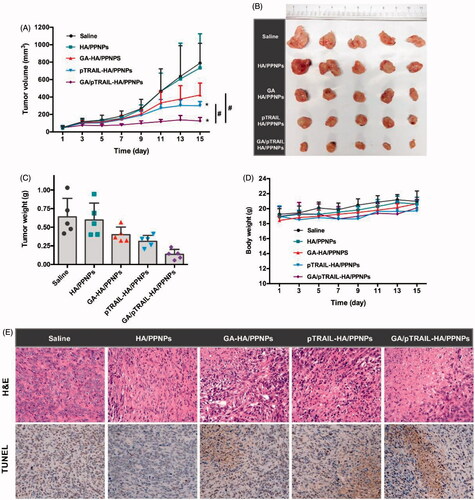 Figure 6. In vivo anti-tumor effect of GA/pTRAIL-HA/PPNPs. (A) Change of tumor volume in 4T1 cell-bearing mice after intravenous injection of different formulations. #p < .05 and *p < .05 vs. saline control. (B) Images of excised tumors of all groups at the end of study. (C) Change of body weight in 4T1-bearing mice during the study. (D) Tumor weight measured at the end of study (15 days post the initiation of treatment). Points are presented as mean ± SEM (n = 5). (E) The excised tumors of all groups were fixed and subjected to H&E histological staining and TUNEL immunohistochemical staining. Magnification ×400.