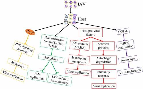 Figure 4. Host regulates autophagy against influenza virus infection.
