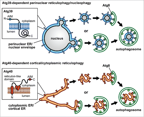 Figure 1. Schematic model of reticulophagy and nucleophagy. Atg39 and Atg40 localize to the perinuclear ER (pnER)/nuclear envelope (NE) and the cytoplasmic ER (cytoER)/cortical ER (cER), respectively. These proteins also reside on pnER/NE-derived double-membrane vesicles or fragments (tubules or sheets) of cytoER/cER. It is still unclear whether these vesicles and fragments are formed in a manner coupled with autophagosome formation. The predicted topologies of Atg39 and Atg40 are also shown, in which Atg8 family-interacting motifs (AIMs) are located in the cytoplasmic regions. Atg39 and Atg40 are likely to bind to Atg8 on forming autophagosomal membranes via these motifs, thereby pnER/NE-derived vesicles and cytoER/cER fragments are respectively sequestered within autophagosomes.