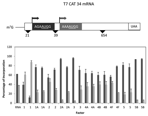 Figure 3. Influence of added initiation factors on the translation of the T7CAT34 mRNA. At the top of the figure is a representation of the T7CAT34 mRNA and below is the relative amount of the long and short form of the reporter protein made in the presence of added initiation factors. The result of having no added initiation factors (RNA) or 1X or 2X added initiation factor (the 1X value is the left most column for each factor addition) is shown. For simplicity, the eIF designation is not included in front of the number for each factor.