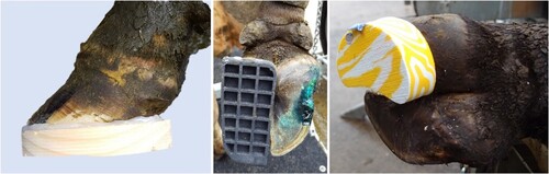 Figure 1. Hoof blocks used in a study of the retention of hoof blocks used for the treatment of lame dairy cows at pasture, from left to right: wooden block with Bovi-Bond adhesive (Shoof International, Cambridge, NZ), CowSlip (Giltspur Scientific Ltd, Ballyclare, Ireland), Walkease, medium size (Shoof International).