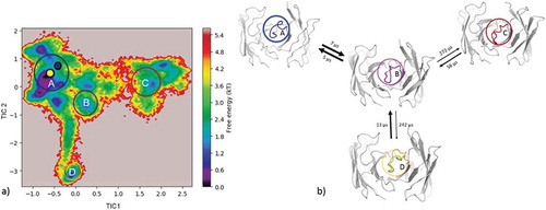 Figure 5. (a) Estimated free energy surface of the CDR-H3 loop based on tICA including the projected crystal structures. The AGed X-ray structure is colored yellow, while the AGless X-ray structure is colored in blue. The macrostates are illustrated as circles and were identified with PCCA+ clustering. (b) First mean passage times combined with the representative macrostate structures are based on tICA of the CDR-H3 loop. The thickness of the circles represents state probabilities, while the width of the arrows relates to the strongly varying transition timescales.
