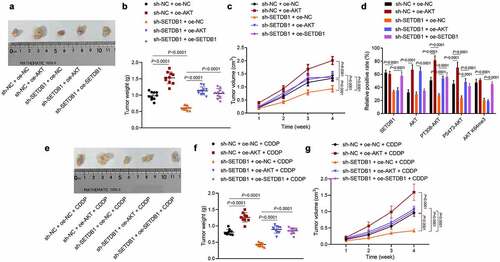 Figure 4. SETDB1 promotes HCC cells tumorigenesis and chemoresistance by activating AKT pathway. a, representative photos of xenograft tumors; b, weight of xenograft tumors, * p < 0.05, compared to sh-NC + oe-NC; # p < 0.05, compare to sh-SETDB1 + oe-NC. c, Xenograft tumor volume, * p < 0.05, compared to sh-NC + oe-NC; # p < 0.05, compare to sh-SETDB1 + oe-NC. d, SETDB1, AKT, K140me3 and its downstream phosphorylation status in xenograft tumors of each group determined by IHC, * p < 0.05, compared to sh-NC + oe-NC; # p < 0.05, compare to sh-SETDB1 + oe-NC. e, photos of each xenograft tumors under CDDP treatment. f, tumor weight under CDDP treatment, * p < 0.05, compared to sh-NC + oe-NC + CDDP; # p < 0.05, compare to sh-SETDB1 + oe-NC + CDDP. g, tumor volume under CDDP treatment, * p < 0.05, compared to sh-NC + oe-NC + CDDP; # p < 0.05, compare to sh-SETDB1 + oe-NC + CDDP. n = 10 for mice in each group.