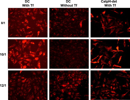 Figure 9.  Representative images obtained from fluorescence microscopy for cell association of PEI-complexes (2.0 KDa PEI) prepared by the ethanol injection method from DOTAP:Chol (DC) liposomes associated or not with transferrin, or DOTAP:CHEMS:DOPE:Chol (CatpH-det) liposomes associated with transferrin, at the 3/2 lipid/DNA (+/-) charge ratio and at the indicated N/P ratios (8/1, 10/1 and 12/1. Liposomes were labeled by incorporating Rh-PE into the lipid bilayer, at a concentration of 5 mol% of total lipid and PEI-complexes were visualized after 4 h incubation with HeLa cells under an epifluorescence microscope (Zeiss Axioscope). This figure is reproduced in colour in Molecular Membrane Biology online.