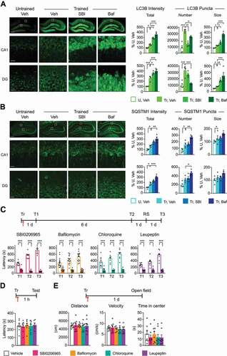 Figure 3. Inhibition of autophagy impaired long-term memory. Representative immunofluorescence images of dorsal hippocampal sections (top panel; scale bar: 500 μm) and confocal images below (scale bar: 20 μm) of boxed CA1 and DG hippocampal subregions obtained from rats trained and bilaterally injected with vehicle (Tr, Veh), SBI0206965 (Tr, SBI) or bafilomycin A1 (Tr, Baf), and euthanized 1 h later. Sections were immunostained for (A) LC3B and (B) SQSTM1. Untrained control rats were bilaterally injected with vehicle and euthanized at matched timepoints (U, Veh). Right: bar graphs represent relative quantifications of total immunofluorescence intensities (Total), total number of puncta (Number), and average puncta size (Size). Data are presented as mean percentage ± s.e.m. of vehicle-injected untrained rats (U, Veh). For A and B, n = 4 rats per group; two independent experiments of n = 2 each. For each rat, 16 images (8 per side) were quantified and averaged. Dots represent the average values for each rat. One-way ANOVA followed by Tukey’s post-hoc analysis. (C-E) Experimental schedules are shown above graphs. (C) Memory retention is expressed as mean latency ± s.e.m. (in s). Rats were bilaterally injected (↑) with SBI, bafilomycin A1, chloroquine, or leupeptin immediately after training (Tr), and retention was tested 1 d (Test 1, T1) and 7 d (Test 2, T2) after training. One day later, the rats then underwent a reminder shock (RS) and were tested again one day later (9th day after training; Test 3, T3). n = 8–12 rats per group. For SBI, chloroquine and leupeptin: two independent experiments of n = 4 each. For bafilomycin A1: three independent experiments of n = 4 each. Two-way repeated measure ANOVA across testing times followed by Sidak’s post-hoc analysis. (D) Memory retention is expressed as mean latency ± s.e.m. (in s). Rats trained (Tr) and bilaterally injected (↑) with SBI, bafilomycin A1, chloroquine, or leupeptin immediately after training were tested 1 h later for short-term memory. (E) Rats trained (Tr) and injected (↑) immediately after with the autophagy inhibitors were assessed for average distance traveled (in cm), mean velocity (in cm/s), and time spent in the center of the open field (in s). For D and E, n = 8 rats per group. Two independent experiments of n = 4 each. One-way ANOVA followed by Tukey’s post-hoc analysis. * P < 0.05, ** P < 0.01, *** P < 0.001. Numerical values and detailed statistical analyses are reported in Table S1