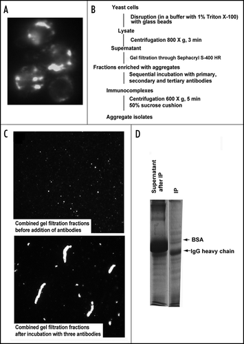Figure 1 Isolation of 103Q aggregates from yeast cells. (A) Fluorescent micrograph (FITC channel) of yeast wild type cells with GFP-labeled 103Q aggregates after 6 h induction. (B) Scheme of the purification procedure. (C) Fluorescent micrographs of the indicated fractions at x100 magnification; a small portion of the immunoprecipitate (IP) was resuspended in the lysis buffer to obtain the image. (D) SDS-PAGE (Coomassie stained) gel shows approximately equal IgG distribution between IP and supernatant and almost complete purification of the IP from BSA which remains the major band in the non-precipitated fraction, but is almost excluded from the precipitate. Precipitates were reconstituted in the SDS-containing buffer in a volume equal to the volume of the supernatant.