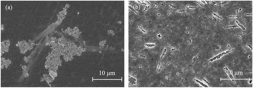 Figure 6. SEM images of the BaTiO3/Ag nanocomposite containing 30 vol% Ag (a) Before and (b) after sintering at 1100°C for 6 h.