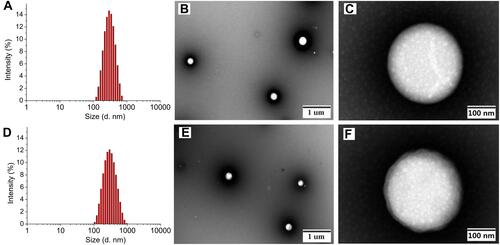 Figure 2 Mean hydrodynamic diameter determined by DLS, and TEM images of 1-NPs (A–C) and 2-NPs (D–F).