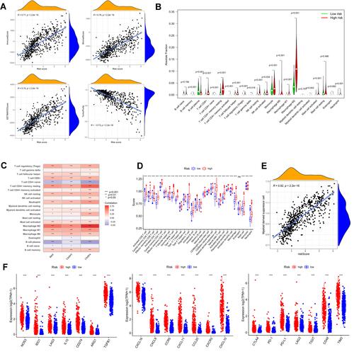 Figure 9 Tumor microenvironment and immune analysis of risk model. (A) Correlation scatters plot of risk score and tumor microenvironment score in the training set. (B) Boxplot showed the differences in absolute infiltration score of 22 immune cells calculated by CIBERSORT between the low and high-risk glioma populations. (C) Correlation of BAX, CASP3, CASP4, and 22 immune cells. (D) Difference of 28 immune cells between two risk subgroups calculated by ssGSEA. (E) Correlation of MDSC with the risk score. (F) Difference of tumor-associated chemokine, immunosuppressive cytokine, and immune checkpoint genes in high and low-risk groups. (“***” represented the p-value < 0.001).