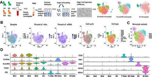 Figure 1 Cell types identified from scRNA-seq of enriched monocytes. (A) Workflow depicting collection and processing of enriched monocytes for scRNA-seq. (B) t-SNE plot of the enriched monocytes, with each plot color coded for (left to right): the corresponding patient of samples, the percent of mitochondria in each cell, the percent of mRNA in each cell, the cell cycle state of each cell and cell types. (C) t-SNE representation of 4 monocyte subsets. The 4 subsets have distinct transcriptional profiles compared with each other. (D) Violin plots displaying representative markers of cell types identified in the enriched monocytes. The y-axis shows the normalized UMI counts.