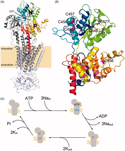 Figure 1. (A) An overall view of the crystal structure of Na+/K+-ATPase in its closed conformation (PDB code: 4HQJ). The protein is composed of three separate chains denoted as α-subunit (gray transmembrane region, dark gray A-domain, color scale P-domain as well as N-domain), β-subunit (light blue) and FYXD protein (light purple). The C45 loop of the α-subunit is composed of N- and P-domain. (B) A close-up view of the C45 loop structure with the cysteine residues (magenta) mutated in this study. (C) Simplified scheme of reactions forming the NKA catalytic cycle, sign “P” denotes the transiently autophosphorylated state of the enzyme.