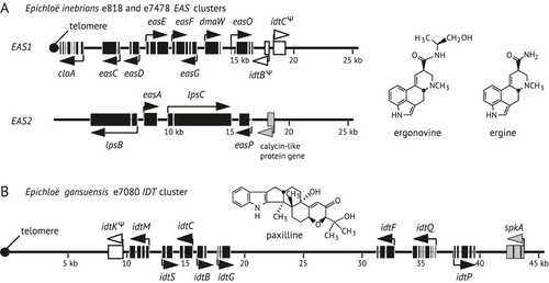 Fig. 1. Structures of alkaloid gene clusters and associated alkaloids of Achnatherum inebrians endophytes. A. The ergot alkaloid (EAS) biosynthesis gene clusters in Epichloë inebrians e818 and e7478, and structures of the most abundant ergot alkaloids detected in symbiota with E. inebrians (CitationMiles et al. 1996). B. The indole-diterpene (IDT) biosynthesis gene cluster in Epichloë gansuensis e7080 and the structure of paxilline, the most abundant indole-diterpene detected in symbiota with E. gansuensis e7080 (CitationSchardl et al. 2013b). Black boxes indicate coding sequences of alkaloid biosynthesis genes, gray boxes indicate coding sequences of other genes near the clusters and white boxes indicate pseudogenes. Arrows indicate directions of transcription. Filled circles indicate telomere repeat arrays at chromosome ends. Coordinates in kilobasepairs (kb) are from the ends of contigs in the genome assemblies.