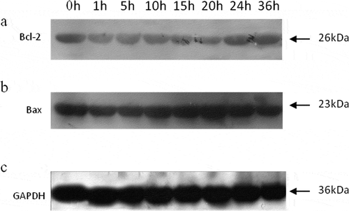 Figure 4. Western blot analyses of Bcl-2 (a), Bax (b), and GAPDH (c) in tilapia skeletal muscles during 36 h of storage.