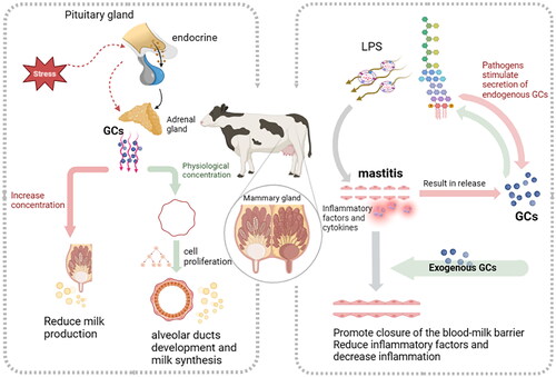 Figure 1. Diverse roles of glucocorticoids on mammary gland of ruminants.