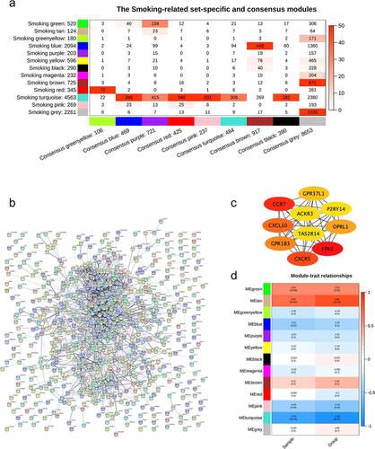 Figure 2. Smoking-related modules. (a) the correlation between modules detected in the samples of smokers in GSE13850 and consensus modules among the samples of both smokers and nonsmokers; (b) protein-protein interactions of the smoking-related specific genes in module ‘brown’; (c) the top 10 critical genes revealed by hub genes analysis; (d) relationships of modules detected in the smoking samples and the level of bone mineral density