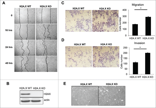 Figure 1. H2A.X loss leads to increased migration and invasion. (A) MCF10A parental and H2A.X knockout cells were cultured for 48 hours (90–95% confluence) prior to a scratch assay. A 200 µl pipet tip was then used to create a wound and cells were followed up for indicated times. Representative phase contrast images were recorded at 10x magnification. (B) Immunoblot of MCF10A parental and H2A.X knockout cells. (C-D) H2A.X knockout cells exhibit increased migration (C) and invasion (D) in transwell invasion assays. Quantification are shown in the right panels. (E) Photomicrographs of MCF10A parental and H2A.X knockout cells.