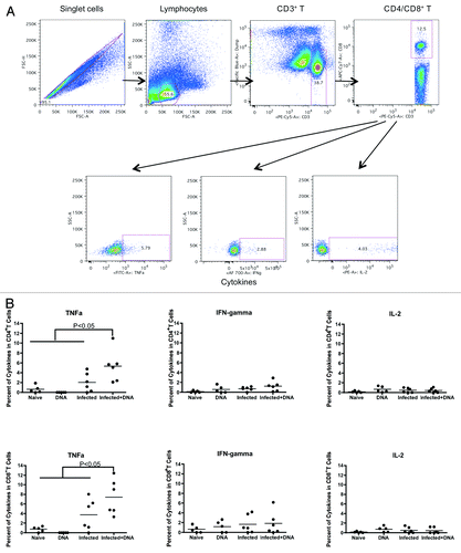 Figure 2. Th1 cytokine expression one week after last immunization. Fresh lymphocytes from all mice were isolated one week following the final immunization and analyzed for Th1 cytokines, TNFα, IFN-γ and IL-2. (A) Gating strategy shows TNFa, IFN-gamma and IL-2 from CD4+/CD8+ T cells. (B) Cytokines data for SEA (medium alone values subtracted) is enumerated per immunization group and shown for CD4+ and CD8+ T-cells. Data was acquired on an LSRI instrument analyzed with flowjo software. *p < 0.05 per the unpaired t test.