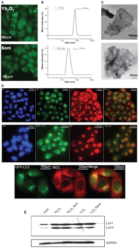 Figure 4 The size-dependent effect of vacuolization induced by Yb2O3. A) sonicated Yb2O3 no longer causes visible vacuoles in GFP-LC3/HeLa cell lines. B, C) DLS data and TEM picture showed smaller size of sonicated Yb2O3 compared to untreated Yb2O3 particles. D) Autophagic marker dye staining assay on GFP-LC3/HeLa cells treated with 50 μg/mL Yb2O3 (sonicated) for 24 h. E) LC3 protein type conversion. Cells were either untreated (cont) or treated with 50 μg/mL oxide particles for 24 h and collected for western blotting.