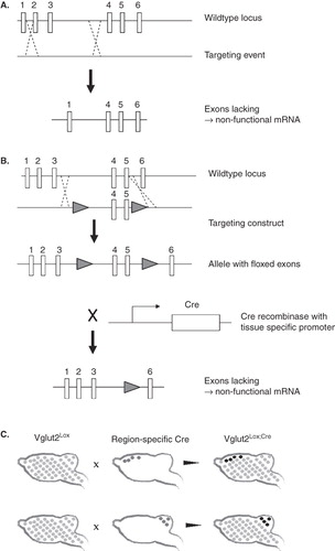 Figure 2.  A: Full knockout models can be generated by homologous recombination between the wild-type allele and a targeting construct. The targeting construct lacks one or more exons of the gene, usually in combination with some selection sites. The result after homologous recombination is an allele lacking one or more exons, and which will produce a non-functional mRNA. B: Conditional knockouts are made in several steps, where first a targeting construct containing one LoxP site on each side of the exons to be deleted is combined with the wild-type locus through homologous recombination. Second, when mice carrying the allele with ‘floxed’ (i.e. flanked by LoxP sites) exons are crossed with mice expressing the Cre recombinase, the floxed exons are deleted resulting in a gene producing non-functional mRNA. C: Depending on which promoter that drives the Cre expression, the floxed gene—in this case Vglut2—can be deleted in specific tissues only. As schematically illustrated here, Vglut2lox mice (floxed Vglut2 in all cells is illustrated with bright grey dots) mated with Cre mice, where Cre is driven by forebrain or cerebellum-specific promoters (dark grey dots in upper and lower panels, respectively) will result in different conditional knockout mice where Vglut2 expression is specifically deleted in the Cre-expressing regions (illustrated by black dots).