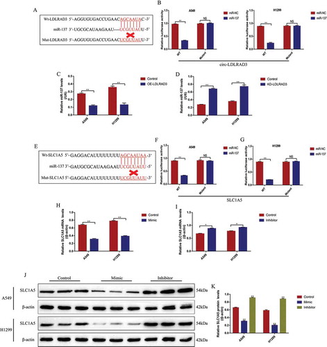 Figure 6. The regulating mechanisms of circ-LDLRAD3, miR-137 and SLC1A5. (A) The online starBase software was used to predict the targeting sites of circ-LDLRAD3 and miR-137. (B) Dual-luciferase reporter gene system was used to verify the binding sites of circ-LDLRAD3 and miR-137. (C, D) Overexpression of circ-LDLRAD3 inhibited miR-137 levels in NSCLC cells, and knock-down of circ-LDLRAD3 had opposite effects. (E) The binding sites of miR-137 and 3ʹ UTR regions of SLC1A5 mRNA were predicted. (F, G) Dual-luciferase reporter gene system was used to verify the binding sites of miR-137 and 3ʹ UTR regions of SLC1A5 mRNA. (H, I) Real-Time qPCR was employed to explore the effects of miR-137 on SLC1A5 mRNA levels in NSCLC cells. (J, K) MiR-137 overexpression inhibited SLC1A5 protein levels in NSCLC cells, while knock-down of miR-137 had the opposite effects. Each experiment repeated at least 3 times. **p < 0.01 and ‘NS’ represented ‘No statistical significance’