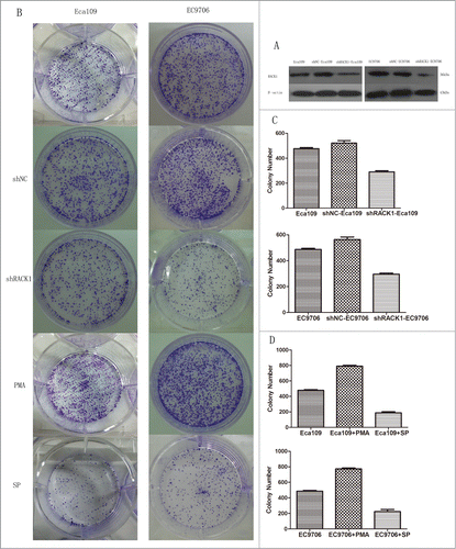 Figure 3. RACK1 regulated cell proliferation in vitro. Activation of protein kinase C promoted cell growth while PKC suppression showed the opposite effect. (A) Expression of RACK1 protein in Eca109 and EC9706 was reduced after shRNA transfection. (B) Left, colonies formed by Eca109 cells; right, colonies formed by EC9706 cells. (C) Downregulation of RACK1 inhibited cell proliferation of Eca109 and EC9706 in vitro. Stable knockdown cell strains formed fewer colonies than the negative control group in Eca109 (P = 0.0044, upper) and EC9706 (P = 0.0008, lower). (D) Cell proliferation was significantly increased by PMA, and decreased by staurosporine (SP). Compared with the control group, PMA treated cells formed more colonies in Eca109 (P = 0.0012, upper) and EC9706 (P = 0.0015, lower), while SP treated cells formed less colonies in Eca109 (P = 0.0016, upper) and EC9706 (P = 0.0059, lower).