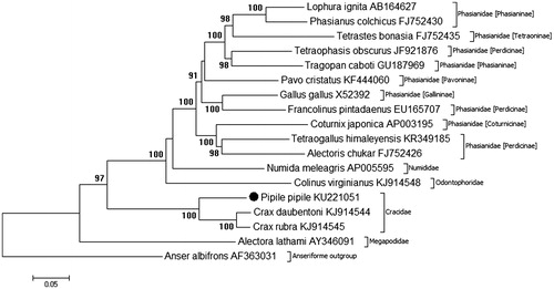 Figure 1. Phylogenetic relationships of Pipile pipile within the Galliforme order, inferred from whole mitochondrial genomes. Phylogenetic tree constructed using complete mitogenomes from Genbank in MEGA 7.0 using the Maximum-Likelihood method with 1000 bootstrap replicates. Genbank accession numbers are given after the species name, bootstrap support is given at each node.