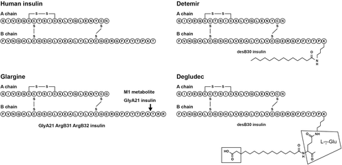 Figure 2.  Schematic diagram showing the modifications to the insulin structure for the long-acting insulin analogues, insulins glargine, detemir and degludec (CitationAgin et al., 2007). Copyright requested.