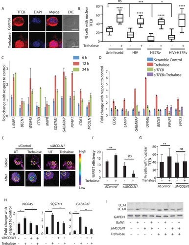 Figure 5. Trehalose treatment results in Lysosomal Ca2+ release-dependent activation of TFEB. (A) U937-derived macrophages either untreated or treated with trehalose (100 mm, 12 h) were fixed and stained with anti-TFEB antibody followed by anti-rabbit Alexa 568 (Red) and DAPI (Blue) and images were acquired under a confocal microscope. Scale bar corresponds to 10 µm. Similar experiments were done for uninfected, H37Rv–infected, HIV–infected or HIV-H37Rv-co-infected cells and percent cells showing nuclear translocation of TFEB were calculated by manually counting the cells in Imaris software (B). For (C), a set of known TFEB target genes were probed for expression upon trehalose treatment of U937-derived macrophages and shown here as fold change with respect to the untreated control set. For (D) U937-derived macrophages were first treated with siTFEB or control siRNA for 24 h, followed by treatment with trehalose (100 mm). Cells were collected at 24 h post-trehalose treatment and total RNA was isolated. The expression of known TFEB target genes was monitored by RT-PCR and shown here as fold-change with respect to scramble siRNA set. (E) U937 cells were nucleofected with LAMP1 YCAM plasmid for 24 h, PMA-treated (24 h), and subsequently transfected with control siRNA or siMCOLN1. At 36 h post-nucleofection trehalose (100 mM) was added for 12 h, cells were fixed, and images were acquired under a confocal microscope using the FRET module. Scale bar corresponds to 10 µm. FRET efficiency was calculated after obtaining MFI’s before and after photobleaching (F, see methods). For (G), U937-derived macrophages were treated either control siRNA or siMCOLN1 (100 nM for 36 h). Subsequently, cells were treated with trehalose (100 mM, 12 h), fixed and stained with anti-TFEB antibody followed by anti-rabbit Alexa 568 (Red) and DAPI (Blue) and images were acquired under confocal microscope. Percent cells showing nuclear translocation of TFEB was calculated by manually counting the cells in Imaris software. (H) U937-derived macrophages were first treated with siMCOLN1 or control siRNA for 24 h, followed by treatment with trehalose (100 mM). Cells were collected at 24 h post-trehalose treatment and total RNA was isolated. Expression of genes showing significant regulation in panel D was probed under MCOLN1 knockdown cells. (I) U937-derived macrophages were treated with siMCOLN1 or control siRNA. At 36 h of siRNA transfection, cells were treated with trehalose (100 mM, 12 h). Cell lysates were generated keeping a BafA1-treated set and untreated set for each of the siRNA groups and were probed for LC3 using immunoblotting; ANOVA analysis followed by multiple comparisons was performed to calculate p-value. *p-value<0.05; **p-value<0.01; ***p-value<0.001; ****p- value<0.0001