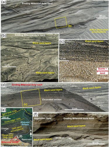 Figure 4. Aeolian black sand concentrates in eroding Millennial Waipapa beach dunes. (a) Dune cross-bedding exposed by differential wind erosion at the base of the cliff at the west end of the beach. (b) Aeolian depositional black sand layers in the dune in a, with exposed patterns caused by differential erosion. (c) Close view of excavated aeolian depositional black sand layers that have amalgamated (top) above dune sand with few heavy minerals (bottom). (d) Excavated zone of aeolian depositional black sand layers, showing the location of view in c. (e) Map view of the east end of the beach (Google Earth 2003) showing different sand ages and location of Millennial dunes (formed 1994–2011). (f) Wind-eroded cliff in Millennial dunes in e, showing dark black sand layers in dune bedding.