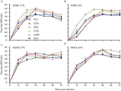 Figure 6. Growth properties of H1N1 IAVs-C in differentiated HTBE cells (A & B) and MDCK cells (C & D). Cells were infected with viruses at MOI of 0.01 and incubated at 37°C (A & C) and 33°C (B & D). Supernatants were harvested at the indicated time points and the virus titers were determined by means of plaque assays in MDCK cells. Error bars indicated SDs from three independent experiments. HTBE, human tracheobronchial epithelial; MDCK, main Darby canine kidney; MOI, multiplicity of infection.