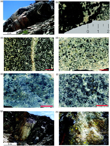 Figure 5. (a) leucocratic/melanocratic alternating layers (from cm- to m-thick) affected by D3 folds in metagranitoids; close to Bivouac de la Sassa; (b) mesocratic metagabbro with dark green clinopyroxene rimmed by dark amphibole, showing grain-size variation; scale bar in centimeters; (c) mm-grained metamorphic microgabbro cut by a meta-plagiogranitic vein with undulate contacts; red scale bar is 1 cm long; (d) mm-grained leucocratic metagabbro with less than 30% of amphibole and biotite content; red scale bar is 1 cm long; (e) melanocratic metagabbro mainly consisting of amphibole (dark green), opaque minerals, and chlorite (light green); red scale bar is 1 cm long; (f) mm-grained meta-anorthosite consisting of 95% of plagioclase (dark portions are fresh plagioclase grains); red scale bar is 1 cm long; (g) contact between metagabbros (deep green color) and metagranitoids (yellowish color) is frequently marked by a thick mylonitic layer as in the case of upper Vallone d'Otemma; (h) meta-tonalite rich in porphyritic enclaves in Vallone d'Otemma.