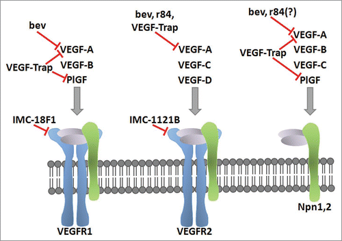Figure 1 Blockade of the VEGF pathway with mAbs. The specificity of the VEGF family ligands for the VEGF receptors and coreceptors are shown. The clinically-relevant mAbs targeting the anti-VEGF pathway discussed in this review are placed based on their blockade of VEGF ligand or receptor. The ligand-binding antibodies bevacizumab (bev), r84, and VEGF-Trap inhibit ligand binding to the indicated receptor. IMC-18F1 and IMC-1121B bind VEGFR1 and VEGFR2 respectively, and prevent ligand binding.