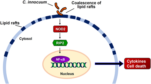 Figure 6. Hypothesized model illustrates C. innocuum-induced pathogenicity of intestinal epithelial cells. C. innocuum infection coalesces lipid rafts on the cell membrane, which then activates NOD2 pathway to promote NF-κB translocation in the nucleus, resulting in exacerbates cytotoxicity and inflammation of intestinal epithelial cells.