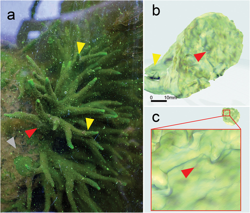 Figure 2. Image of Spongilla lacustris in its natural environment and reconstruction of a sponge base allowing it to be firmly attached to a substrate. (a) Image of sponge on the surface of concrete. (b) Projection of the 3D reconstruction of the sponge body; optical scan. (c) Developed surface of the sponge base adhering to the concrete surface.