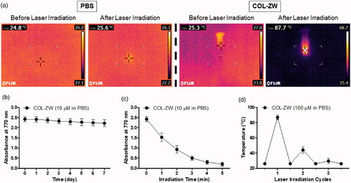 Figure 2. (a) In vitro photothermal images of COL-ZW solution dissolved in PBS (10 nmol based on the absorbance value of ZW800-1; 100 μM concentration is equivalent to a 0.4 mg/kg single dose of ZW800-1) and PBS alone (100 μL) before and after exposure to an 808 nm laser (1.1 W/cm2) for 1 min. The maximum temperature was automatically recorded as a function of the irradiation time using an infra-red thermal camera. (b) Long-term stability of COL-ZW solutions stored at 37 °C in PBS, pH 7.4. Absorbance changes of 10 μM COL-ZW solutions were measured at 770 nm for 7 days. (c) Photostability of COL-ZW solutions under the laser irradiation. Absorbance changes of 10 μM COL-ZW solutions were measured at 770 nm during the 5 min of laser irradiation. (d) Photothermal stability curve of 100 μM COL-ZW solutions after repeated laser irradiation (1 cycle = 1 min of laser irradiation). Data points are expressed as mean ± SD of the three independent experiments.