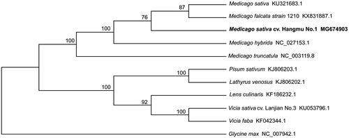 Figure 1. Phylogenetic relationships of 11 species based on complete chloroplast genome using the neighbour-joining methods. The bootstrap values were based on 1000 replicates and are shown next to the branches.