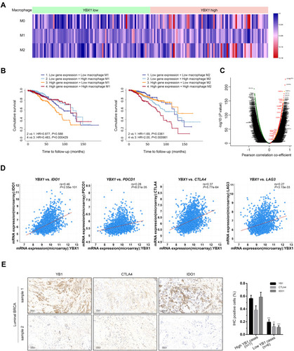 Figure 6 Verification of the correlation between YBX1 and immune cell infiltration in BRCA.