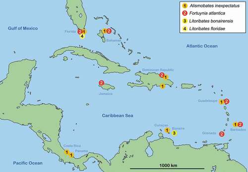 Figure 2. Map of the Caribbean showing distribution of fortuyniid species in this geographic region